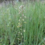 thysanocarpus laciniatus